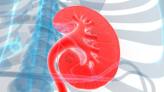 人体器官肾脏的3D插图图片