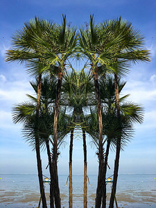 海滩上的热带绿色棕榈树蓝天自然背景摘要树木创造力图片