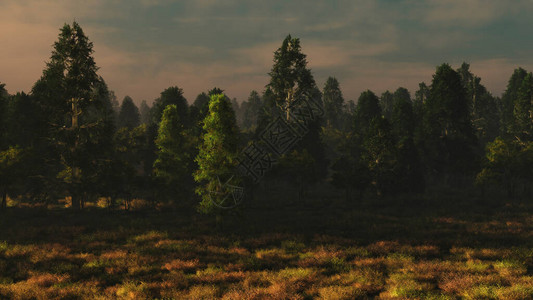 低阳光下的林地计算机生成的图像背景图片