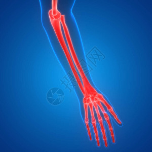 人体骨骼系统手骨结图片