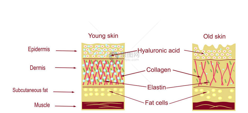 皮肤的解剖结构皮肤老化图片