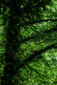 乌姆布拉森林是加尔诺公园和教科文组织世界遗产地的自然保护区的一部分图片