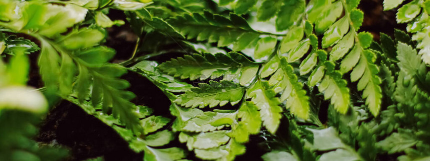 热带植物叶在花园中作为植物背景自图片