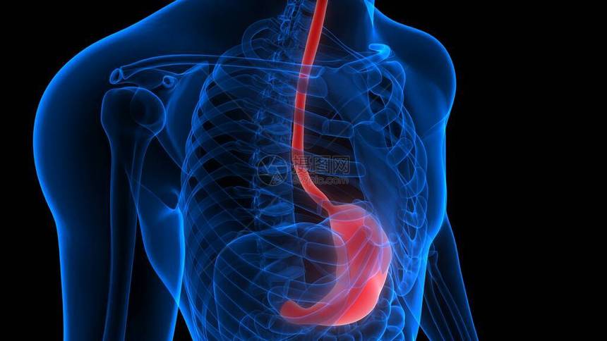 X光X3D转化体消化系统毒胃解剖图片