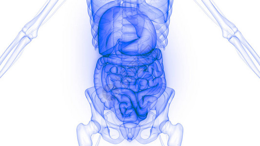 体化系统人体内部器官X光图片