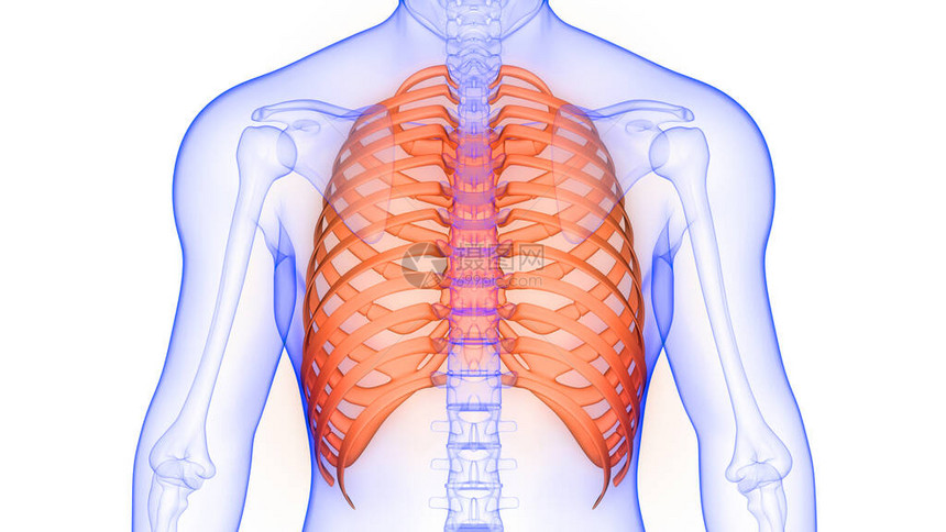 人体骨骼系统解剖3d渲染的肋骨笼图片