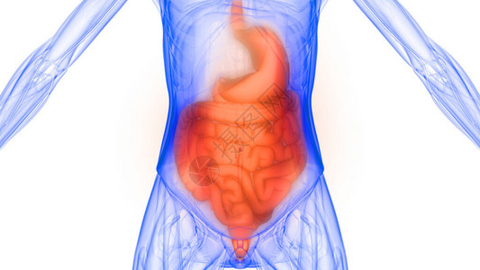 体化系统人体内部器官X光图片