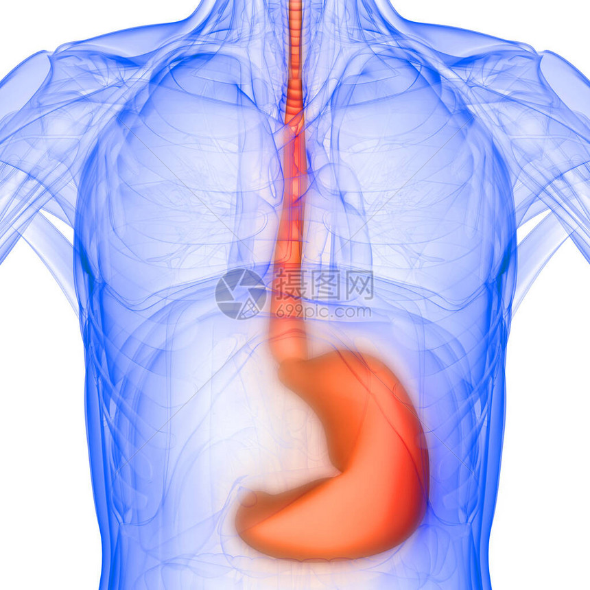 X光X3D转化体消化系统毒胃解剖图片