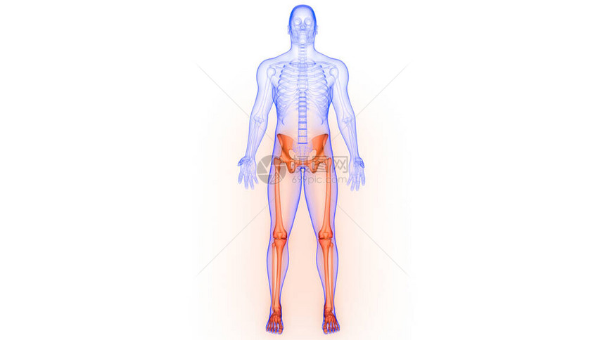 人体骨骼系统解剖3D转化图片