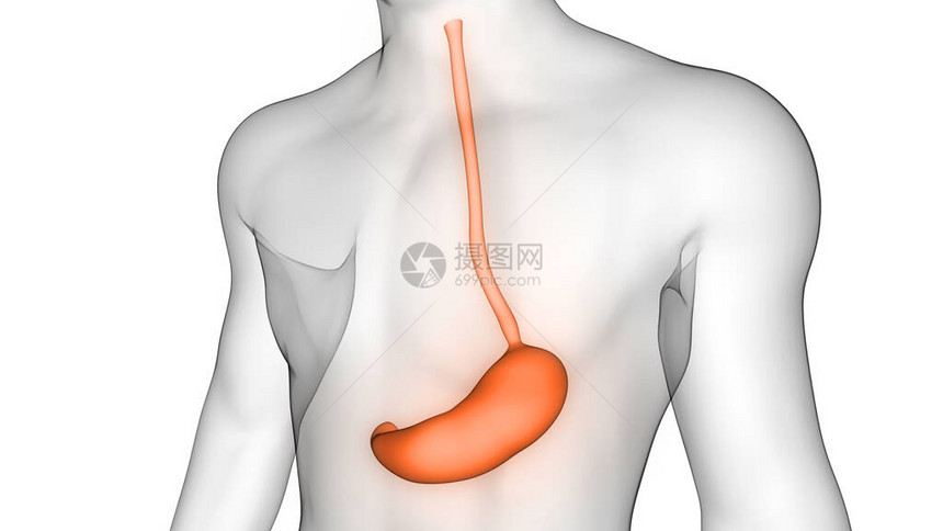 X光X3D转化体消化系统毒胃解剖图片