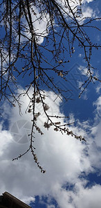 春天的树枝映衬着蓝天白云图片