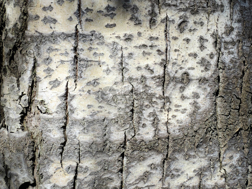 白杨树皮的质地图片