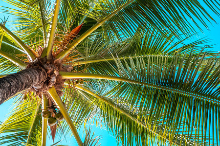 椰子棕榈树叶背景棕榈树图片