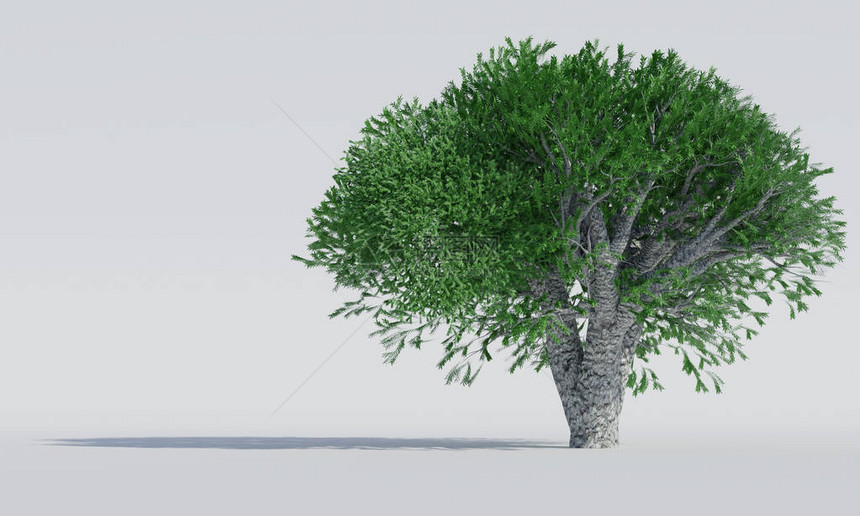 白色背景上的孤立的减速树图片