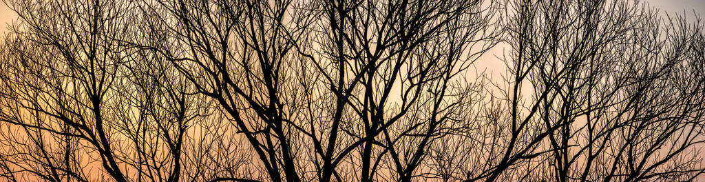 春天日落背景下的树枝剪影图片