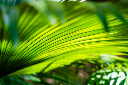 绿色棕榈树叶关闭纹理热带森林图片
