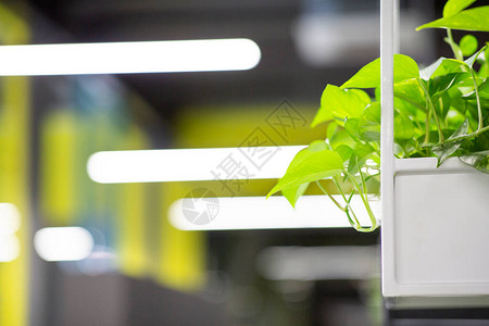 现代办公室装饰架子的绿色天然植物图片