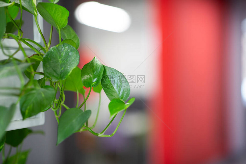 办公室内部的绿色活植物叶模糊的背景复制空间图片