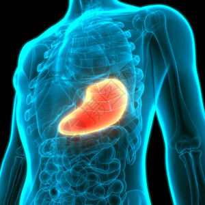 人体消化系统胃解剖图片