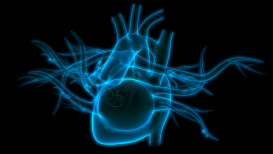 人体心脏内心器官循环系统解剖X图片