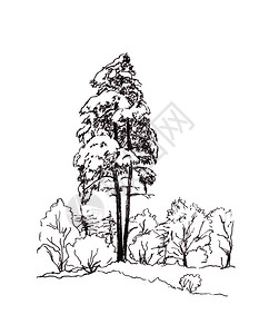 在白色背景的森林中绘制雪白松树的黑白图图片