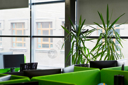 绿色办公室窗台上有绿色装饰植物现代室图片