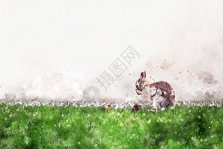 兔子坐在绿色草地上图片