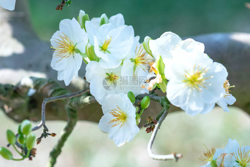 白杏花绽放芬芳的花瓣预示春天来了这是图片