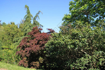巴斯克自然景观树木和植物生长图片