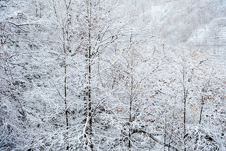 有雪背景的冬天森林图片