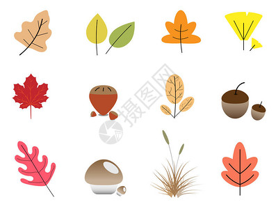 叶子植物五颜六色的秋天和白色背景图片