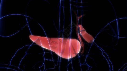 人体内部消化器官Pancrea图片