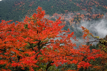 日本秋天风景日本多彩图片