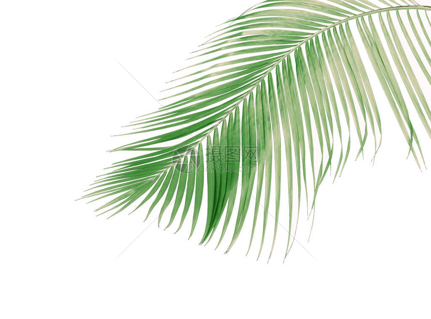 由热带的绿色棕榈叶组成花岗叶枝树图片