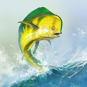 马希黄鱼或海豚在海浪中的鱼类图片