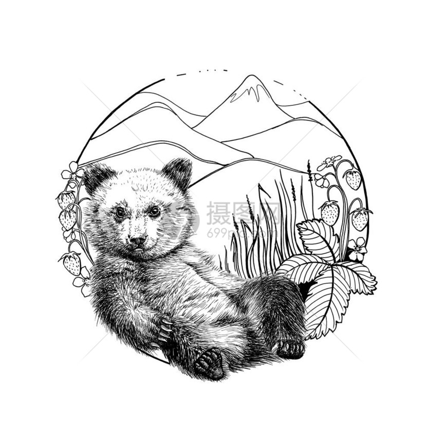 手画熊幼草图形和白色背景的单色插图原图片