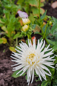 大田种植的菊花美丽的黄白花温室花卉种植业务农业产图片