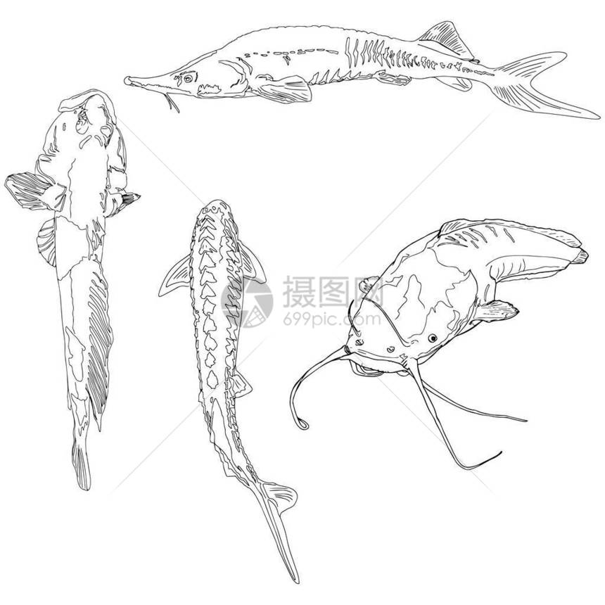以白色背景隔离的河流鱼类为例catfish用于标识印刷的外科动物渔业奴隶农场产图片