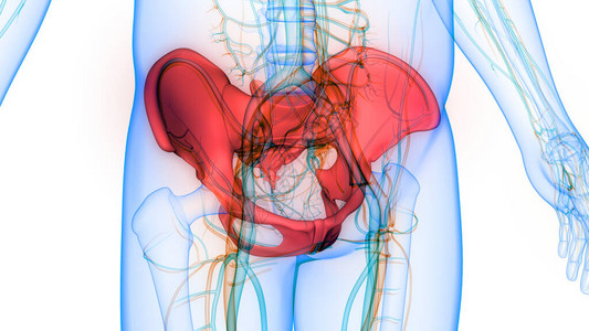 人类骨骼系统PelvisBone图片