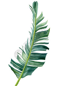 白色背景的热带棕榈叶图片