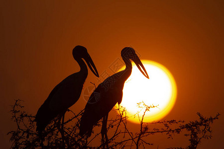 橙色夕阳下两只鸟的剪影图片