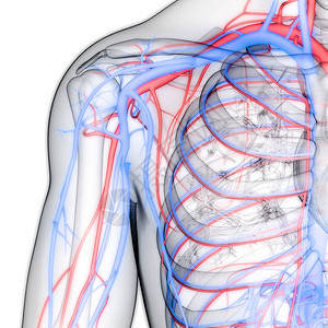 具有动脉和毒素解剖的人类循环高清图片