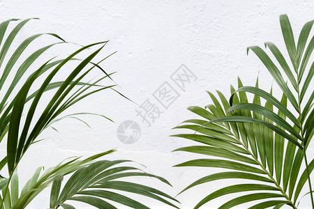 在夏季旅行构想中以央复制空间的白色纹纸墙上的新绿色热带背景图片