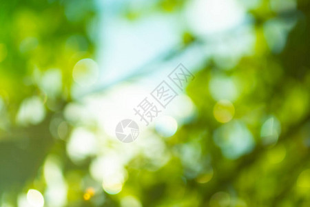 新鲜的绿色背景与抽象模糊的树叶阳光背景上的抽象图片