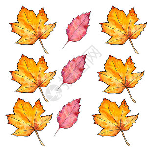 秋天的落叶手绘水彩叶子的美丽图案的可爱图案原创意插画无缝模图片