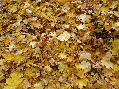 秋天黄色橙红色坠落的绿叶地毯抽图片