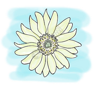 数字插图蓝色背景黄向日葵花的彩色草图手图片