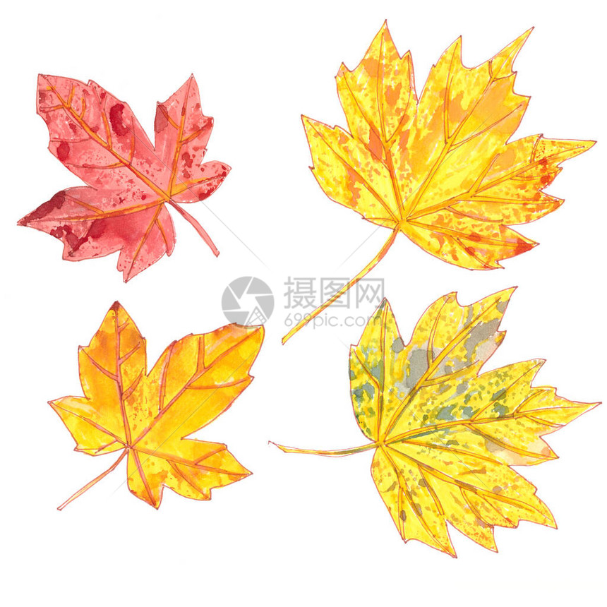 白色背景上的秋水彩色树叶图片