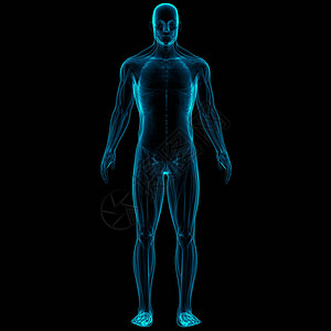 人体肌肉系统解剖3D图片
