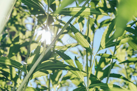 美丽的夏日自然背景植物自然回旋图案设图片